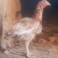 جوجه لاری با مرغ