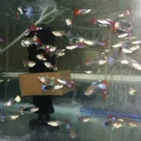 گوپی سنگاپوری شکم پر|ماهی|قزوین, |دیوار