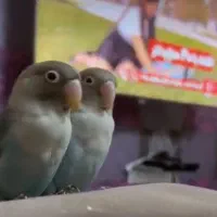 طوطی برزیلی کاربنی