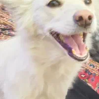 پیدا شده|حیوانات|شیراز, ستارخان|دیوار