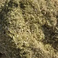 کاه سفید ولوبیا چیتی نرم‌ وسبز