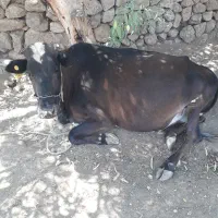 گاو
