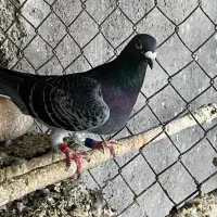 کبوتر یکجایی|پرنده|سرخنکلاته, |دیوار