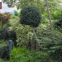 علفتراشی قطع درختان تمیزکردن حیاط ومحوطه با دستگاه