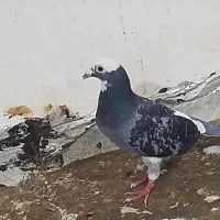 کفتر سبز شاهپر سفید کرمونی