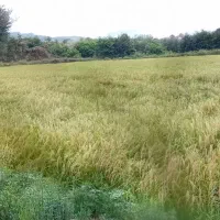 ۵ هکتار شالی