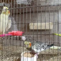 عروس هلندی|پرنده|رشت, رودبارتان|دیوار