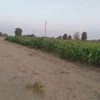 ذرت سبز برای دام