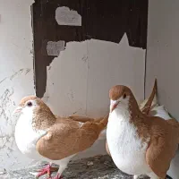 ساری سیاه (چادری)