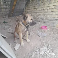 سگ ژرمن پیتبول