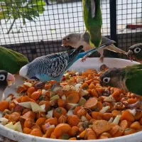 گرینچیک کوتوله برزیلی|پرنده|میناب, |دیوار