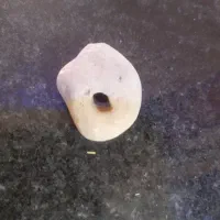 سنگ مرغ خدا یاهمون سنگ شانس