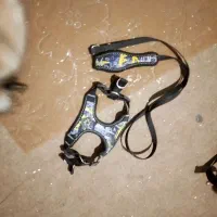 سگ واگزاری شده|سگ|آمل, |دیوار