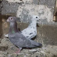 کفتر رنگه سینه هفرنگ دمسفید سارکاکلی ....|پرنده|مشهد, رستگار|دیوار