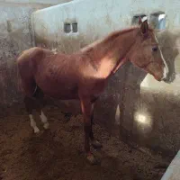 کره نریان 10 ماهه|اسب و تجهیزات اسب‌سواری|اسلام‌شهر, شهرک امام حسین (میان آباد)|دیوار