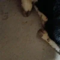 فروش گوساله نر و ماده