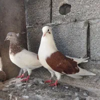 یجفت  کبوتر