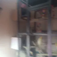 عروس پاریس|پرنده|کرخه, |دیوار