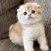 مجموعه گربه های زیبا و پرورش خانگی و آرام|گربه|شیراز, ابیوردی|دیوار