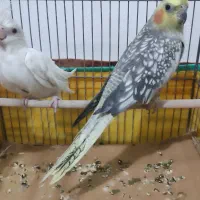 عروس هلندی|پرنده|کبودرآهنگ, |دیوار