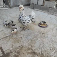 مرغ گلین و برهما