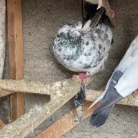 کبوتران پرشی