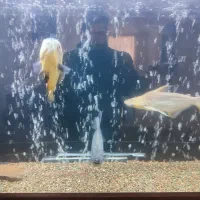 ماهی مولد اسکارمسی.پنکوسی آلبینو.پنکوسی شکاری|ماهی|تربتحیدریه, مظفریه|دیوار