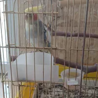 عروس هلندی با همه لوازم
