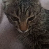 گربه خانگی رایگان