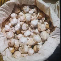 موسیر گردویی بذری
