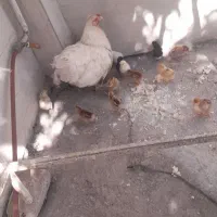 مرغ با۱۳عددجوجه