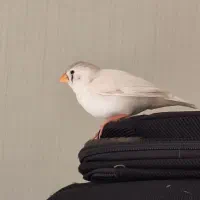فنچ