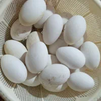 ۲۰عدد تخم غاز نطفه دار