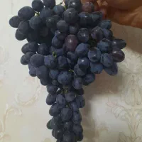 قلمه انگور|خدمات باغبانی و درختکاری|خرمآباد, |دیوار