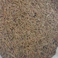 جو محلی درج یک گونی شده