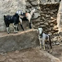 فروش گوسفند نر و ماده