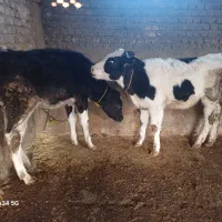 گوساله جنسی|حیوانات مزرعه|علی‌آباد کتول, |دیوار