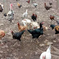 خروس و مرغ لاری اصیل و نسل دار
