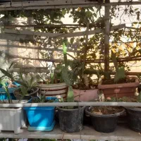 تعدادی گل باقیمت مناسب|گل و گیاه طبیعی|اسلامشهر, مسکن مهر اسلاشهر (شهرک امام خمینی)|دیوار