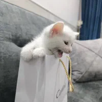 بچه گربه