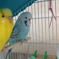 یک جفت مرغ عشق و فنچ