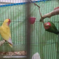 طوطی برزیلی|پرنده|اهواز, کوی نفت|دیوار