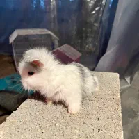 خرگوش لوپ|موش و خرگوش|بندر کنگان, |دیوار