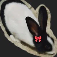 خرگوش