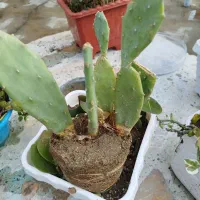 گل زینتی بوته۳۰و۵۰