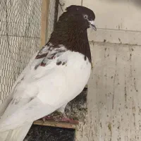 ۲جفت کله زرد و‌سرخ