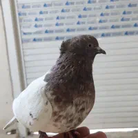 کبوتر ،کفتر|پرنده|وحیدیه, |دیوار