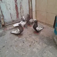 صید|پرنده|مشهد, شهید قربانی|دیوار