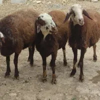 گوسفند