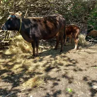 گاو با گوساله نر داشتی